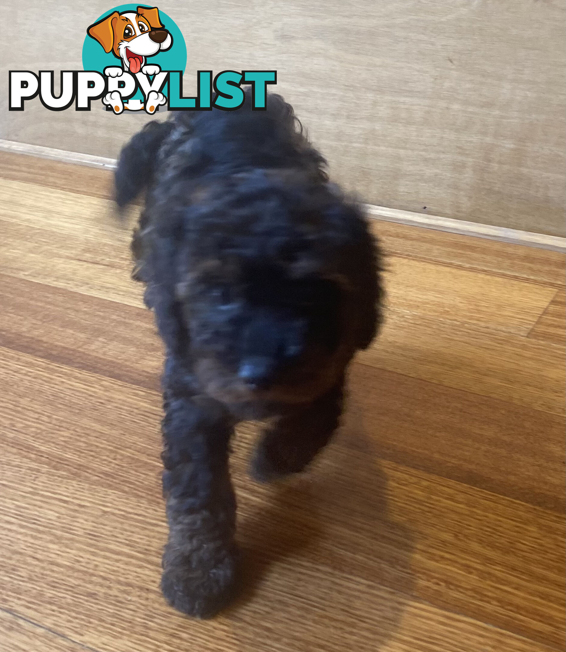 Gorgeous Toy Cavoodle Puppies