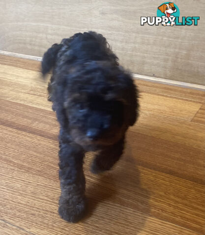 Gorgeous Toy Cavoodle Puppies