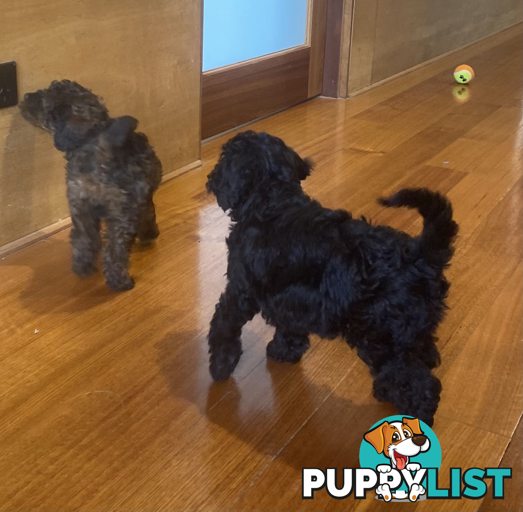 Gorgeous Toy Cavoodle Puppies