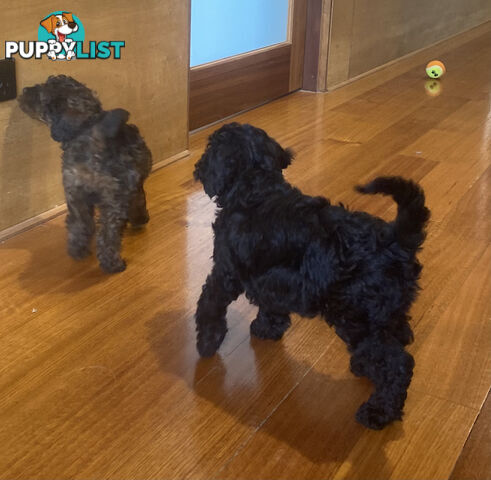 Gorgeous Toy Cavoodle Puppies
