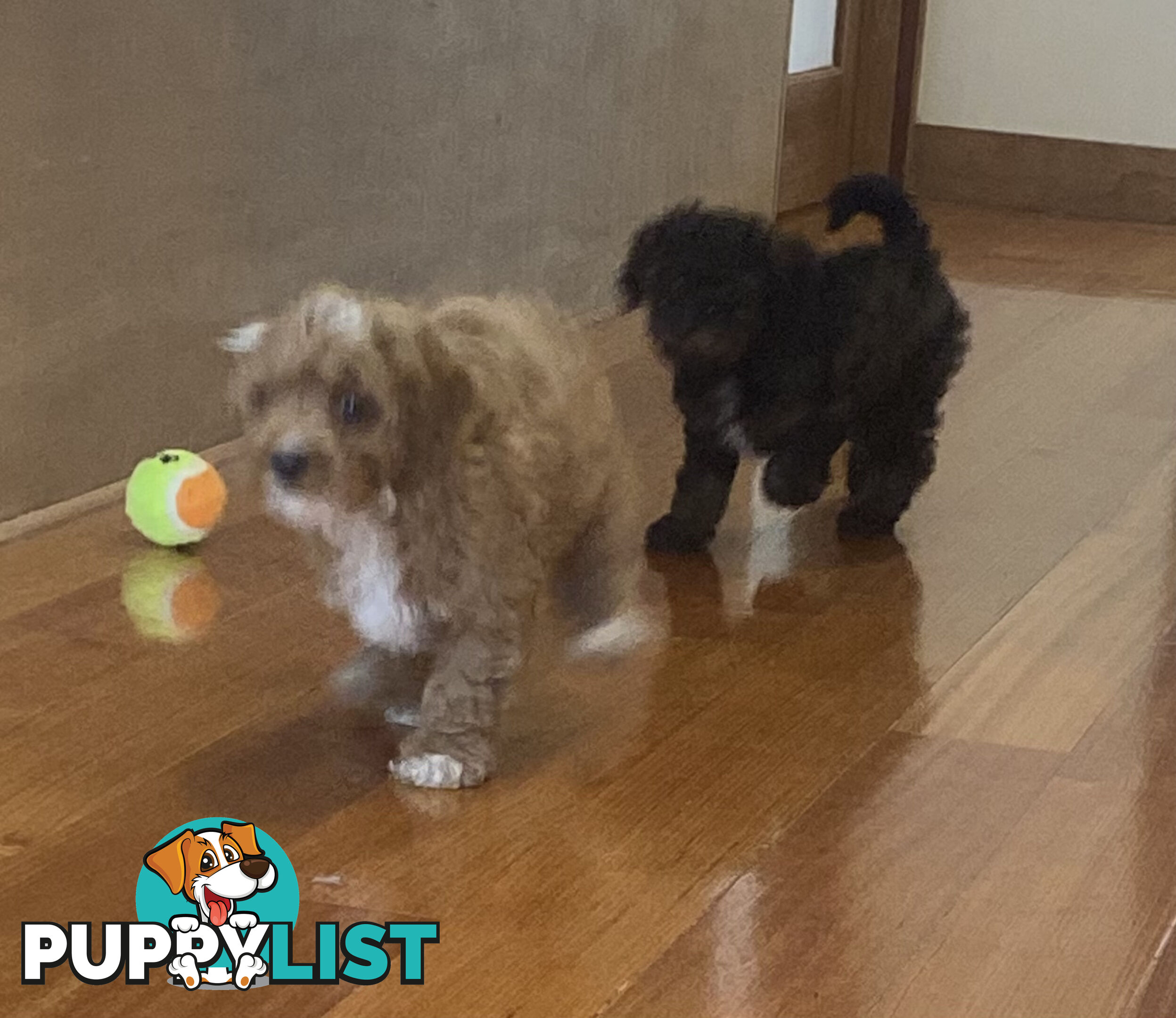 Gorgeous Toy Cavoodle Puppies