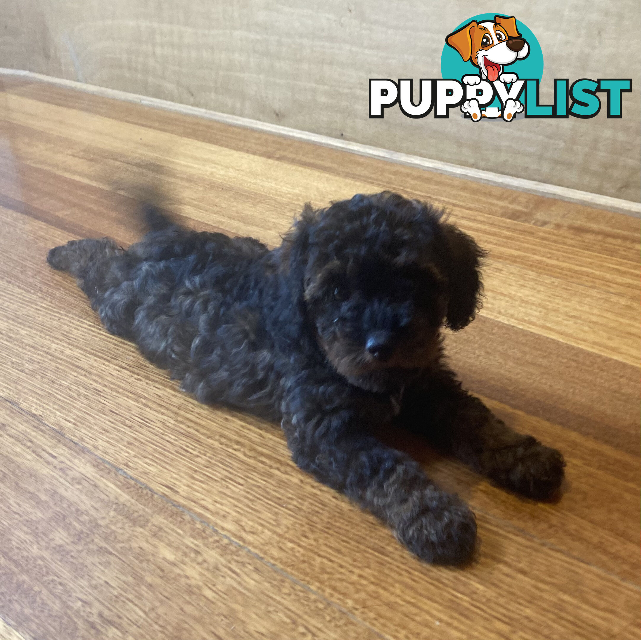 Gorgeous Toy Cavoodle Puppies