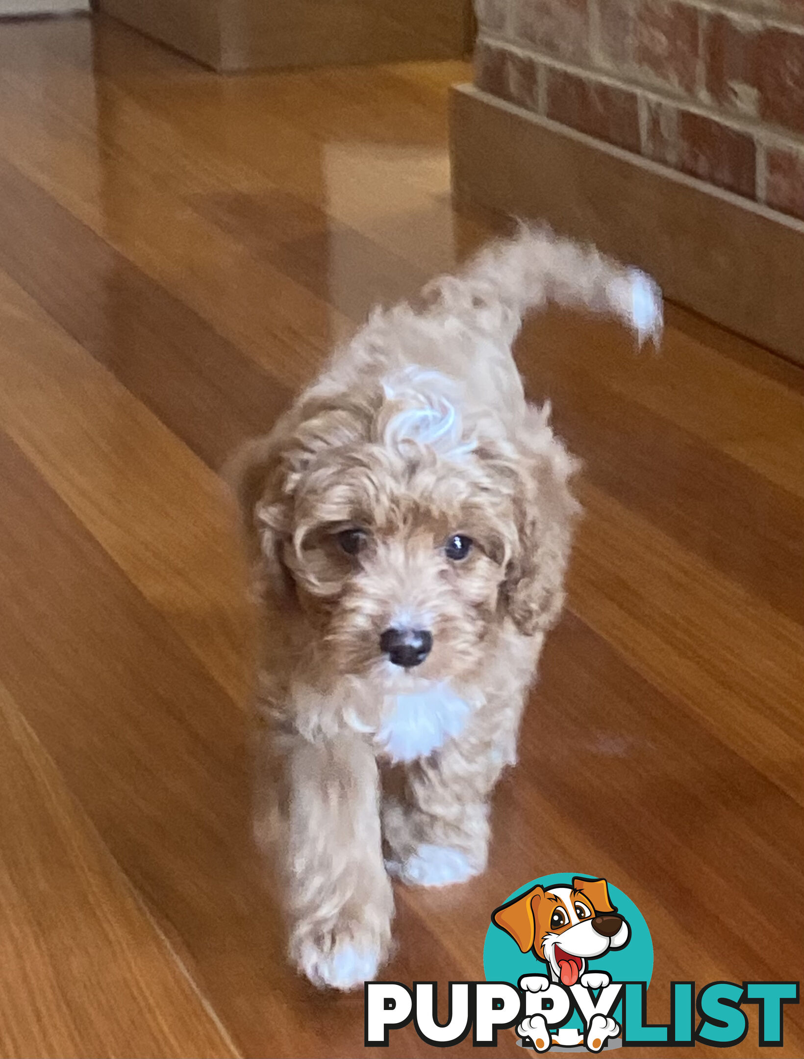 Gorgeous Toy Cavoodle Puppies