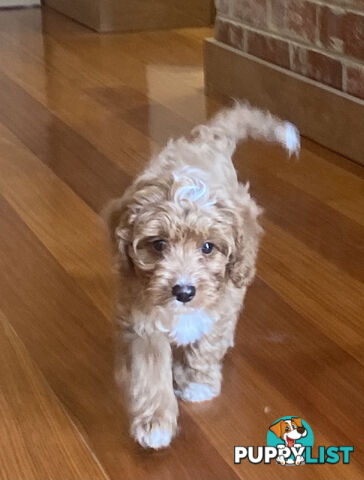 Gorgeous Toy Cavoodle Puppies