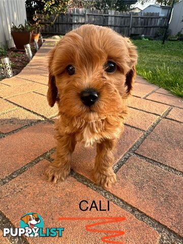 Beautiful Toy Cavoodle Puppies