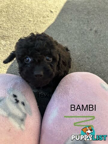 Beautiful Toy Cavoodle Puppies