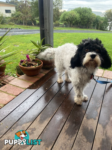 Beautiful Toy Cavoodle Puppies