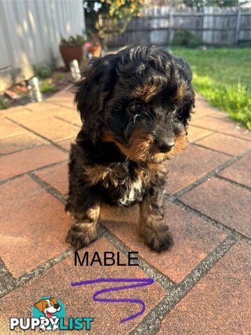 Beautiful Toy Cavoodle Puppies  - expressions of interest