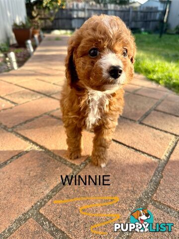 Beautiful Toy Cavoodle Puppies