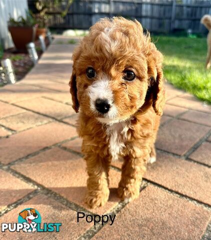 Beautiful Toy Cavoodle Puppies