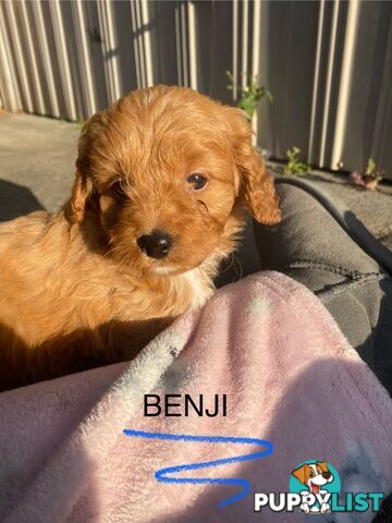 Beautiful Toy Cavoodle Puppies