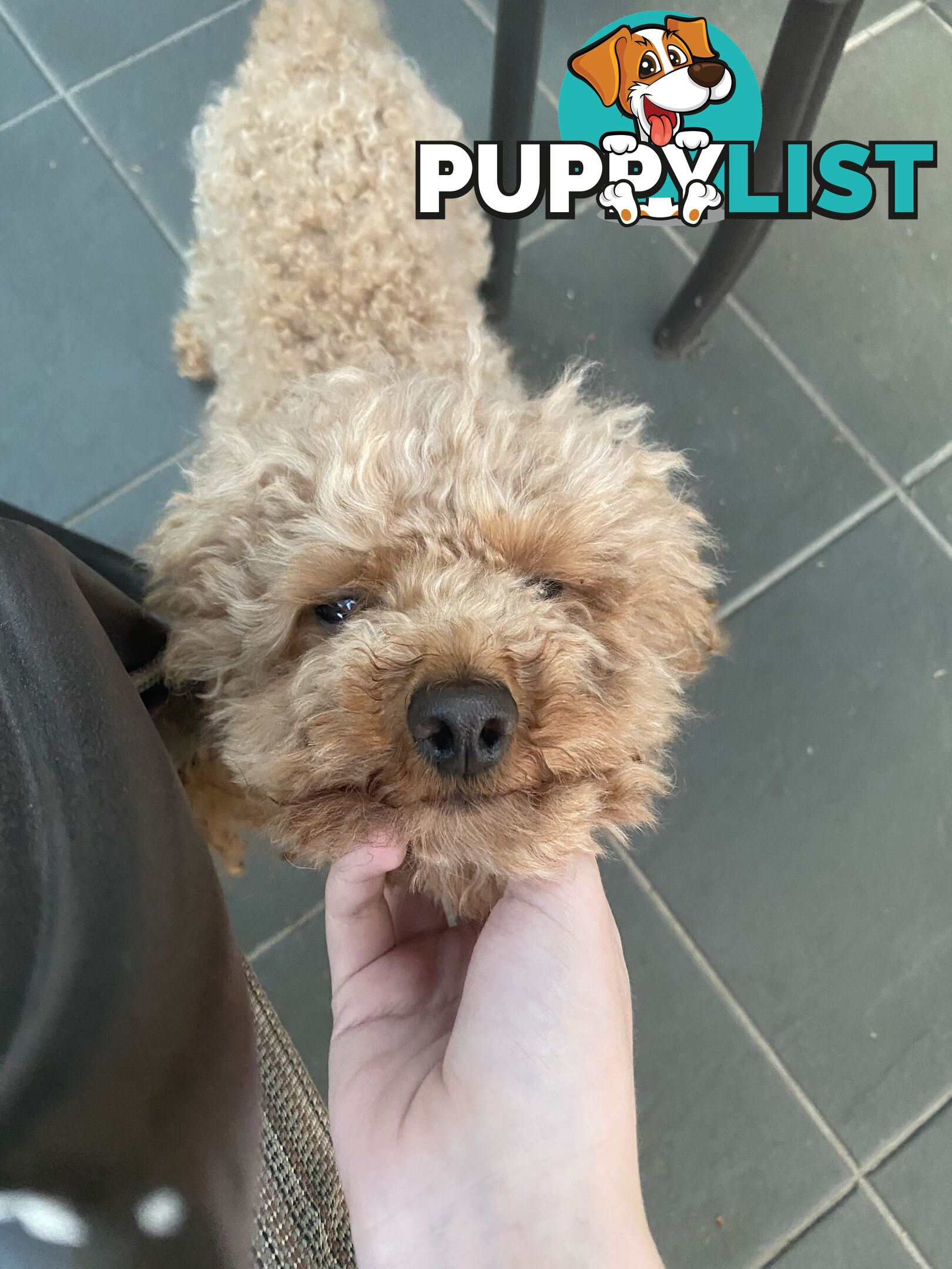 STUD available for STUD DUTIES . Pierre : LIght Ruby Colored PURE BRED Toy Poodle