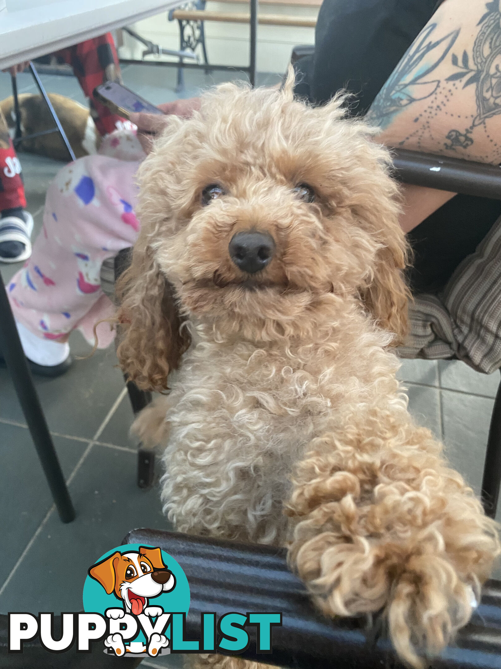 STUD available for STUD DUTIES . Pierre : LIght Ruby Colored PURE BRED Toy Poodle