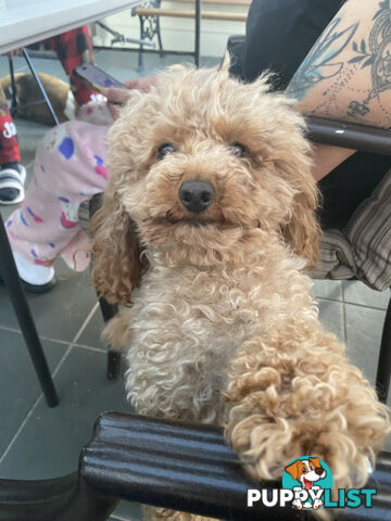 STUD available for STUD DUTIES . Pierre : LIght Ruby Colored PURE BRED Toy Poodle