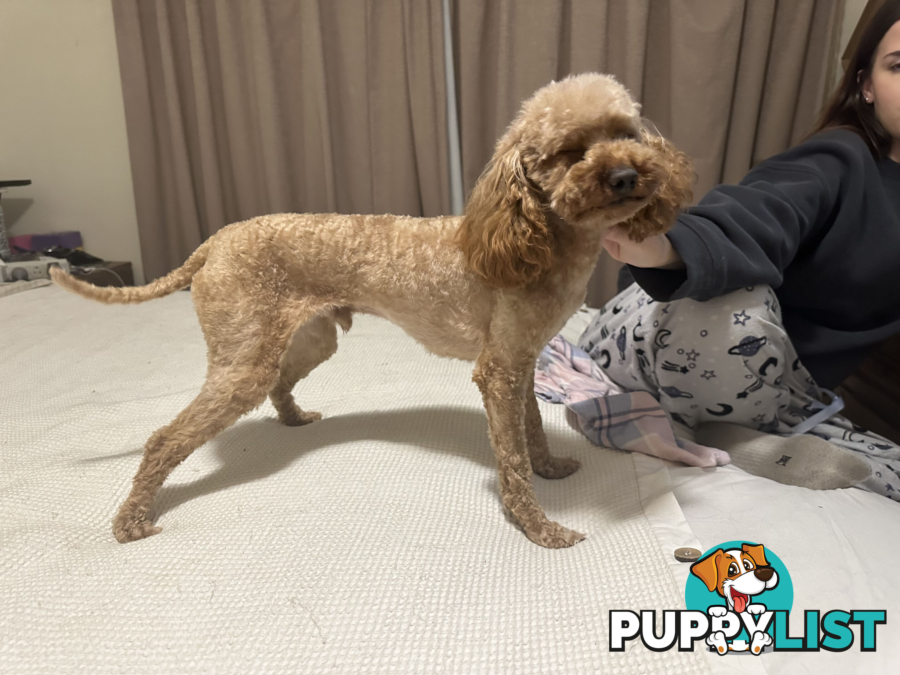 STUD available for STUD DUTIES . Pierre : LIght Ruby Colored PURE BRED Toy Poodle