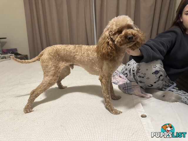 STUD available for STUD DUTIES . Pierre : LIght Ruby Colored PURE BRED Toy Poodle