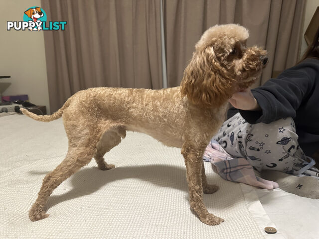 STUD available for STUD DUTIES . Pierre : LIght Ruby Colored PURE BRED Toy Poodle