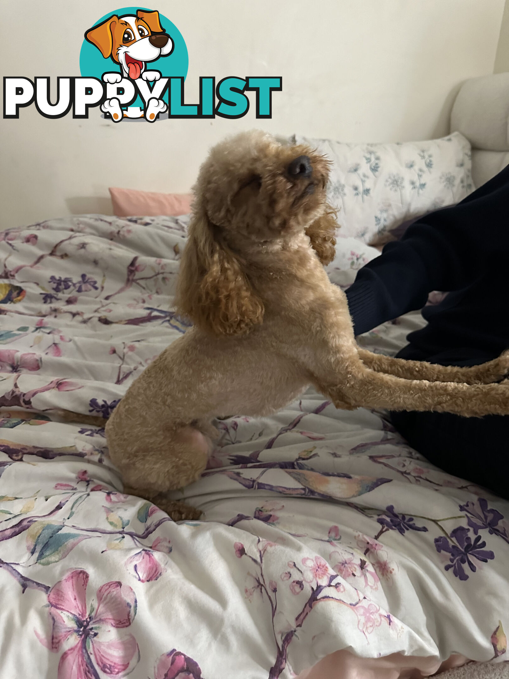 STUD available for STUD DUTIES . Pierre : LIght Ruby Colored PURE BRED Toy Poodle