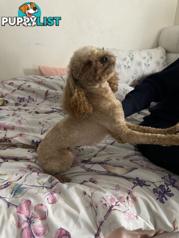 STUD available for STUD DUTIES . Pierre : LIght Ruby Colored PURE BRED Toy Poodle