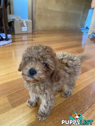 Max: Beautiful Ruby Toy Cavoodle Puppy- only 1 left