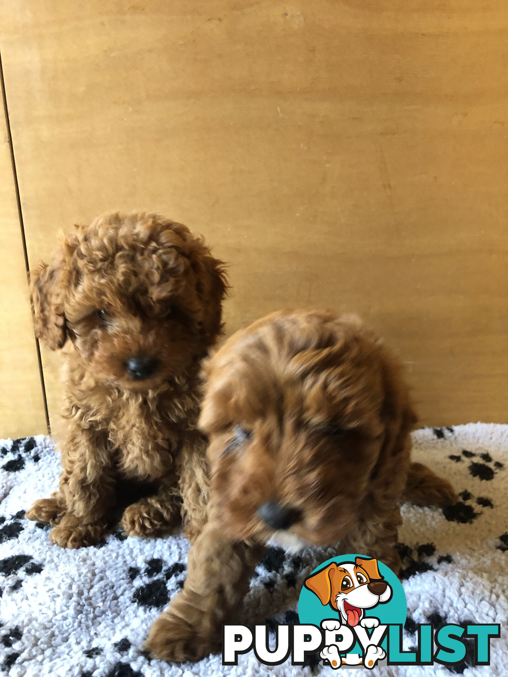 Beautiful Ruby Toy Cavoodle Puppies