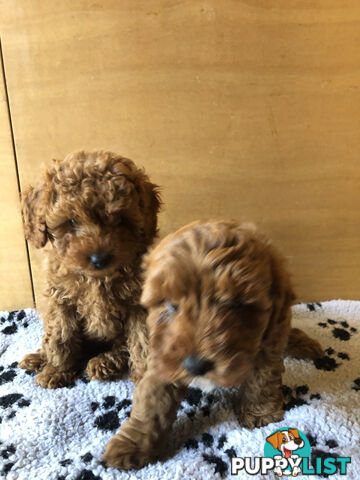 Beautiful Ruby Toy Cavoodle Puppies