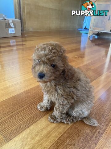 Max: Beautiful Ruby Toy Cavoodle Puppy- only 1 left