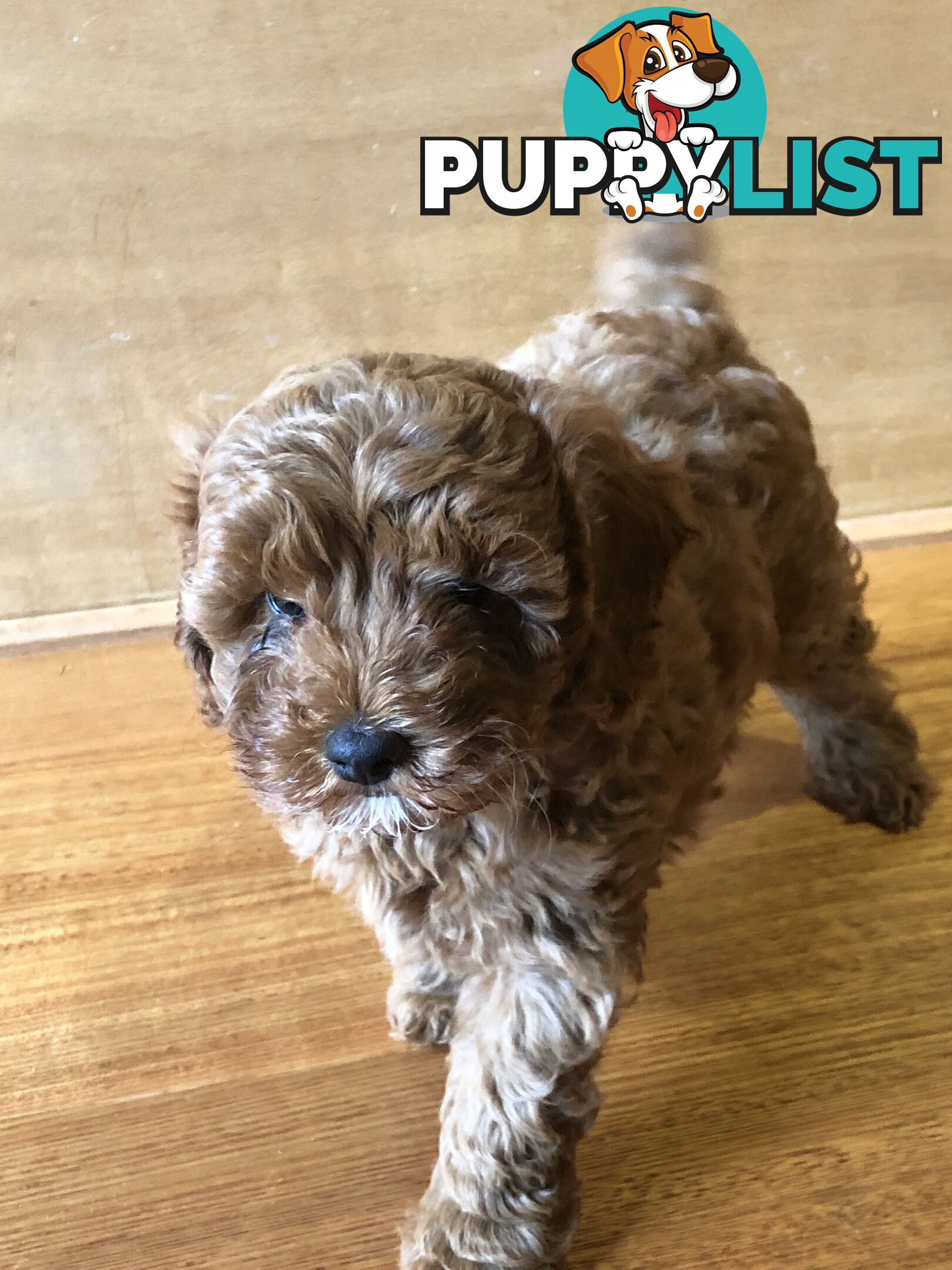 Beautiful Ruby Toy Cavoodle Puppies