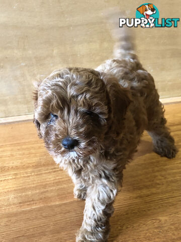 Beautiful Ruby Toy Cavoodle Puppies