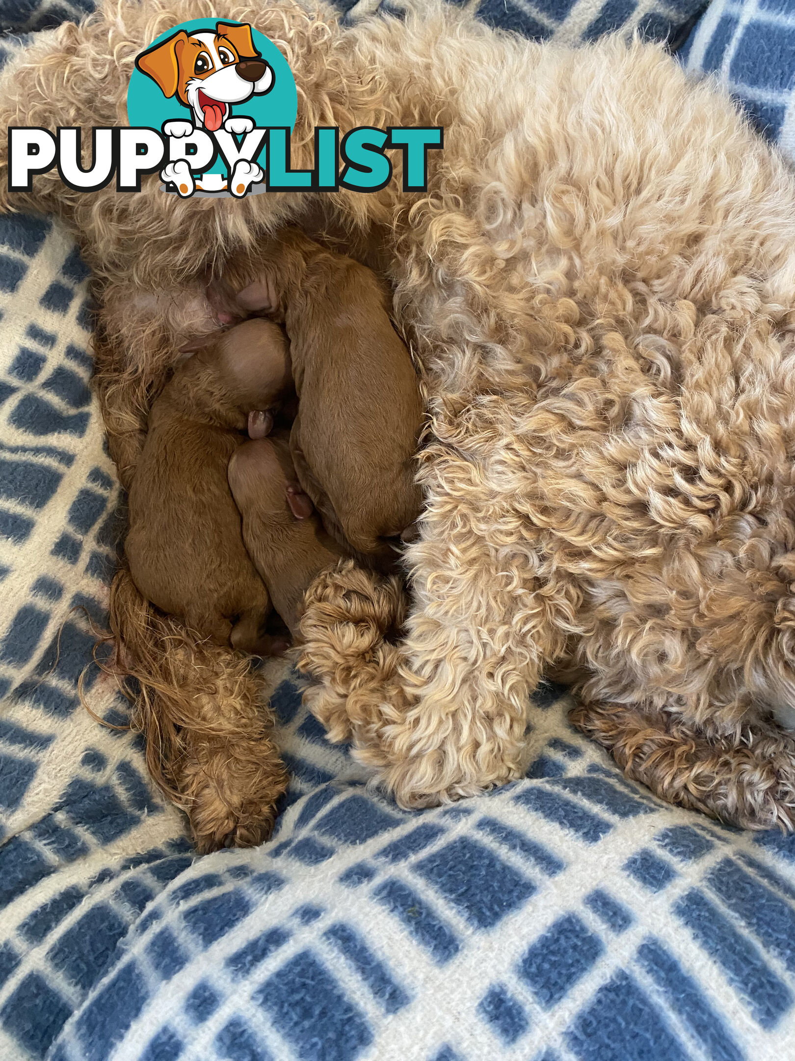 Beautiful Ruby Toy Cavoodle Puppies