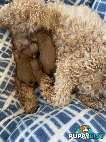 Beautiful Ruby Toy Cavoodle Puppies