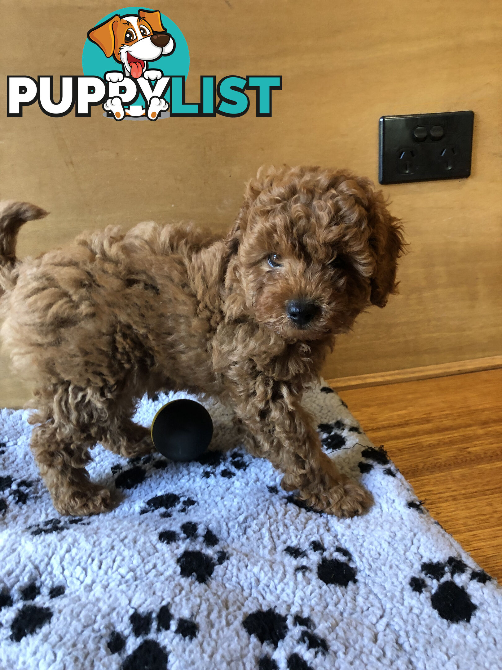 Beautiful Ruby Toy Cavoodle Puppies