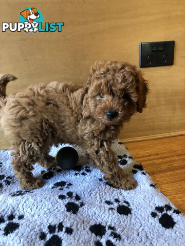 Beautiful Ruby Toy Cavoodle Puppies