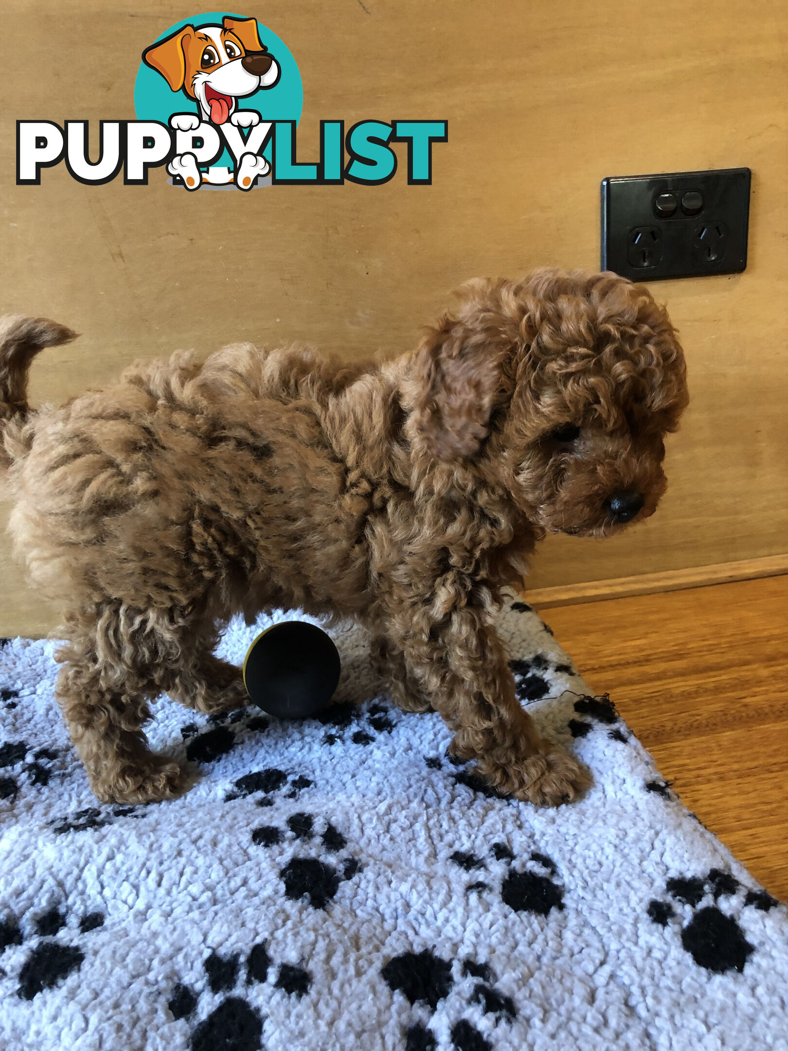 Beautiful Ruby Toy Cavoodle Puppies