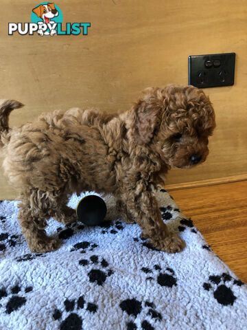 Beautiful Ruby Toy Cavoodle Puppies