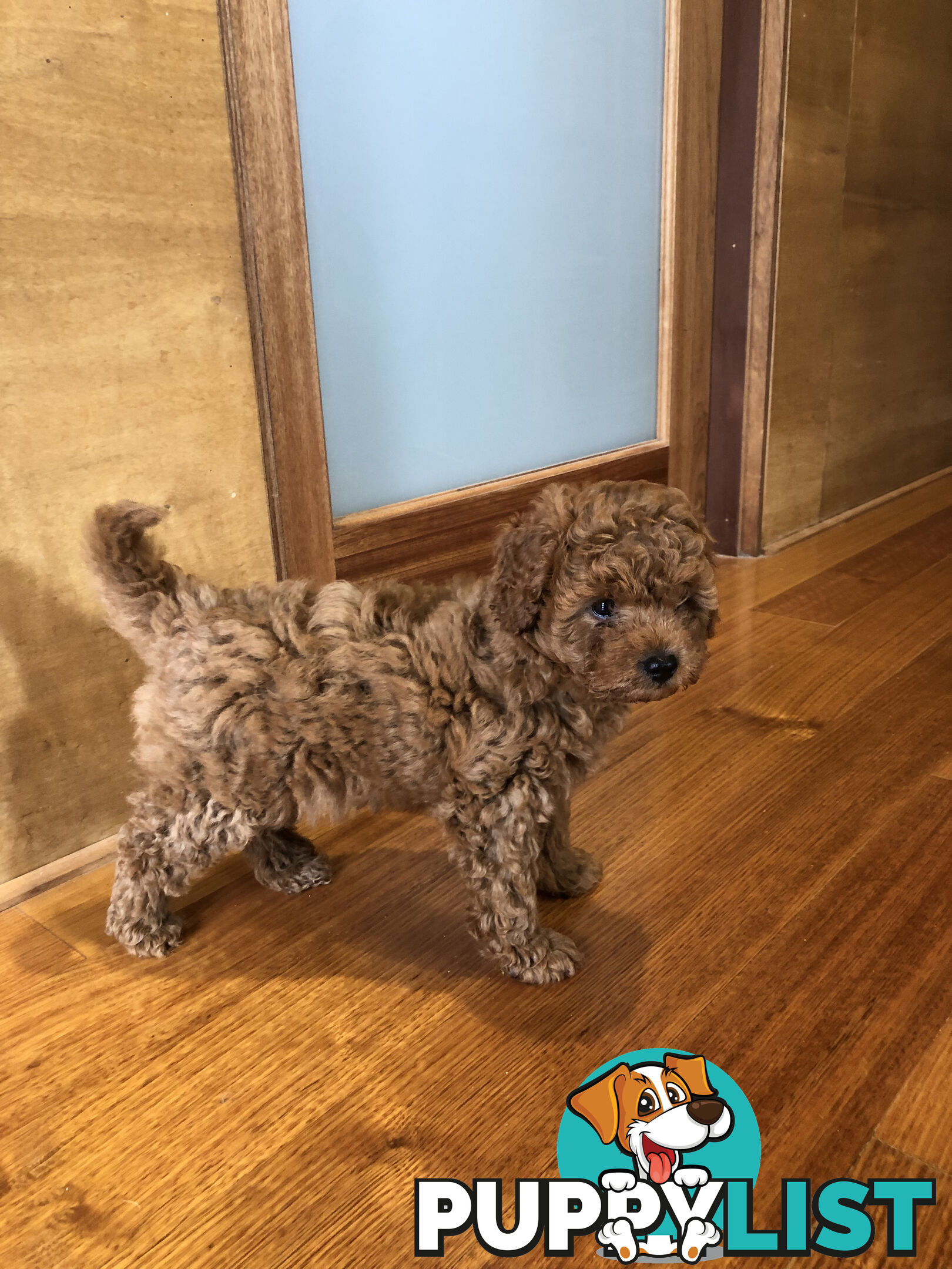 Beautiful Ruby Toy Cavoodle Puppies