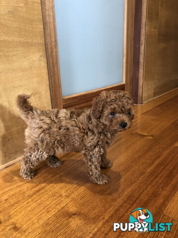 Beautiful Ruby Toy Cavoodle Puppies