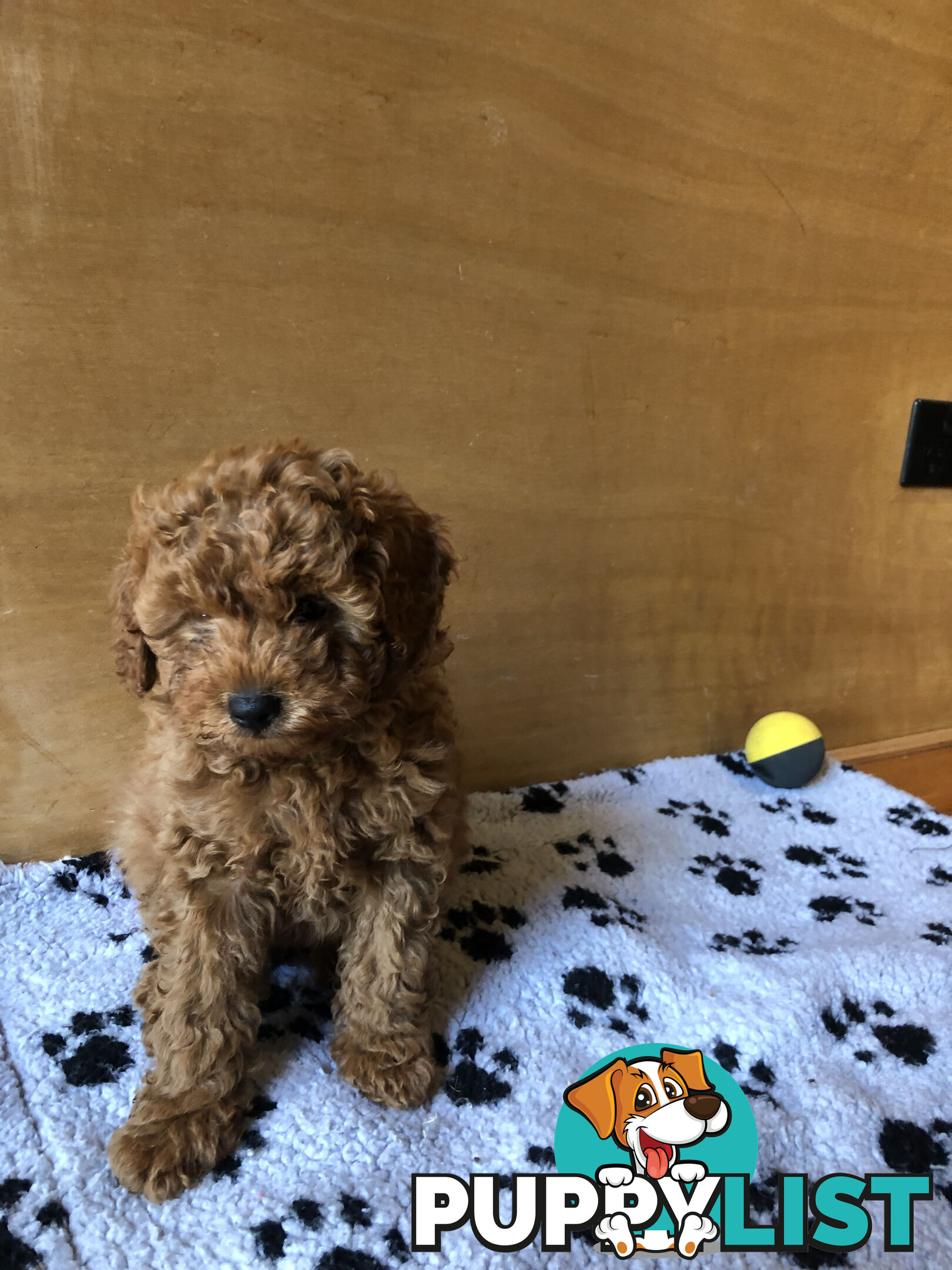 Beautiful Ruby Toy Cavoodle Puppies