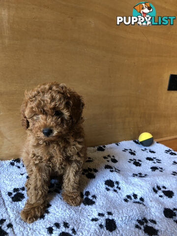 Beautiful Ruby Toy Cavoodle Puppies