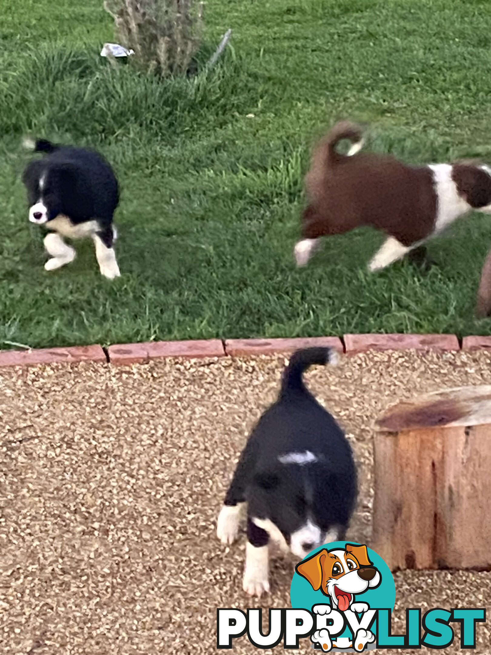 Pedigree Border Collie puppies