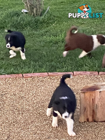 Pedigree Border Collie puppies