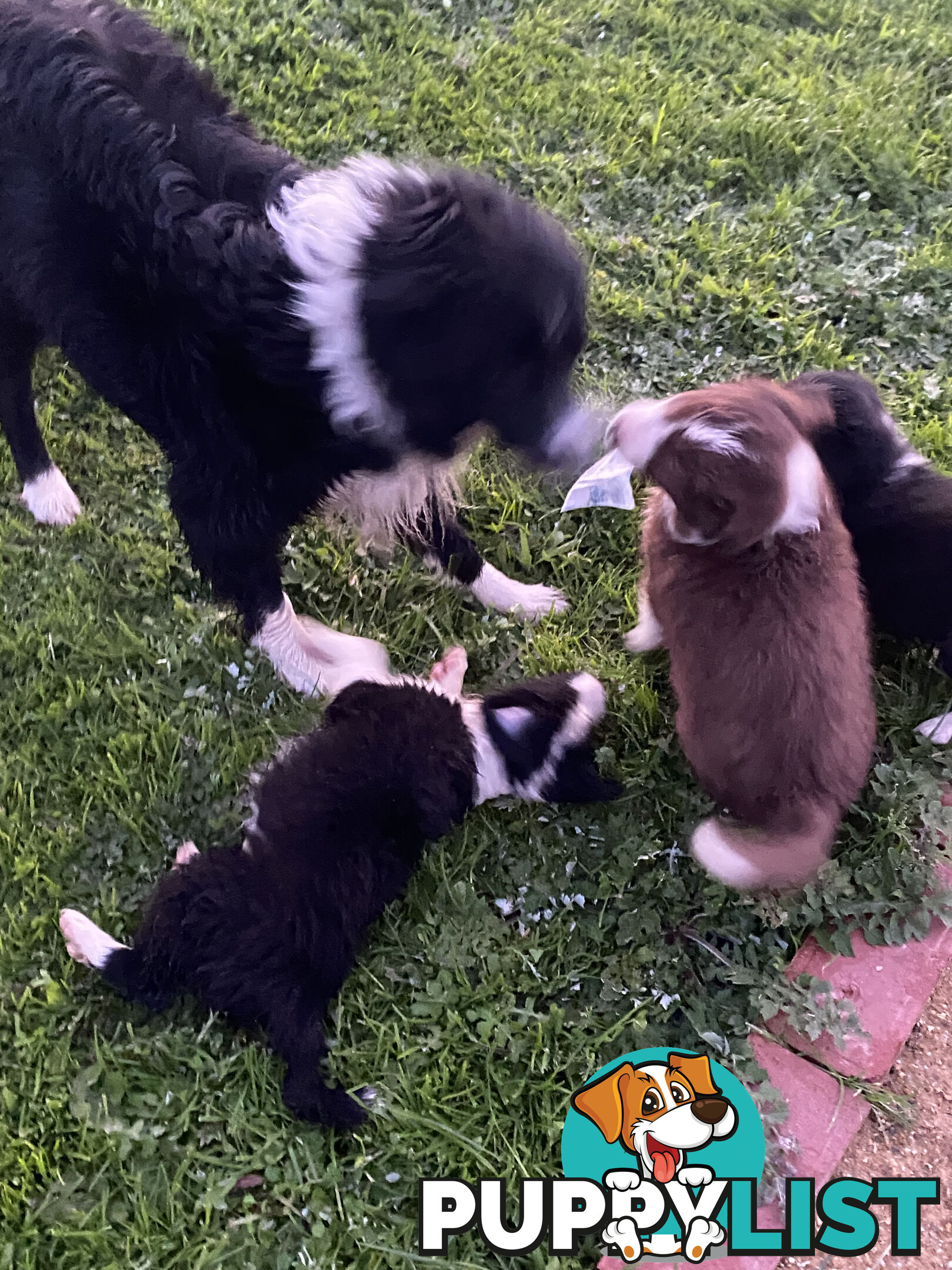 Pedigree Border Collie puppies