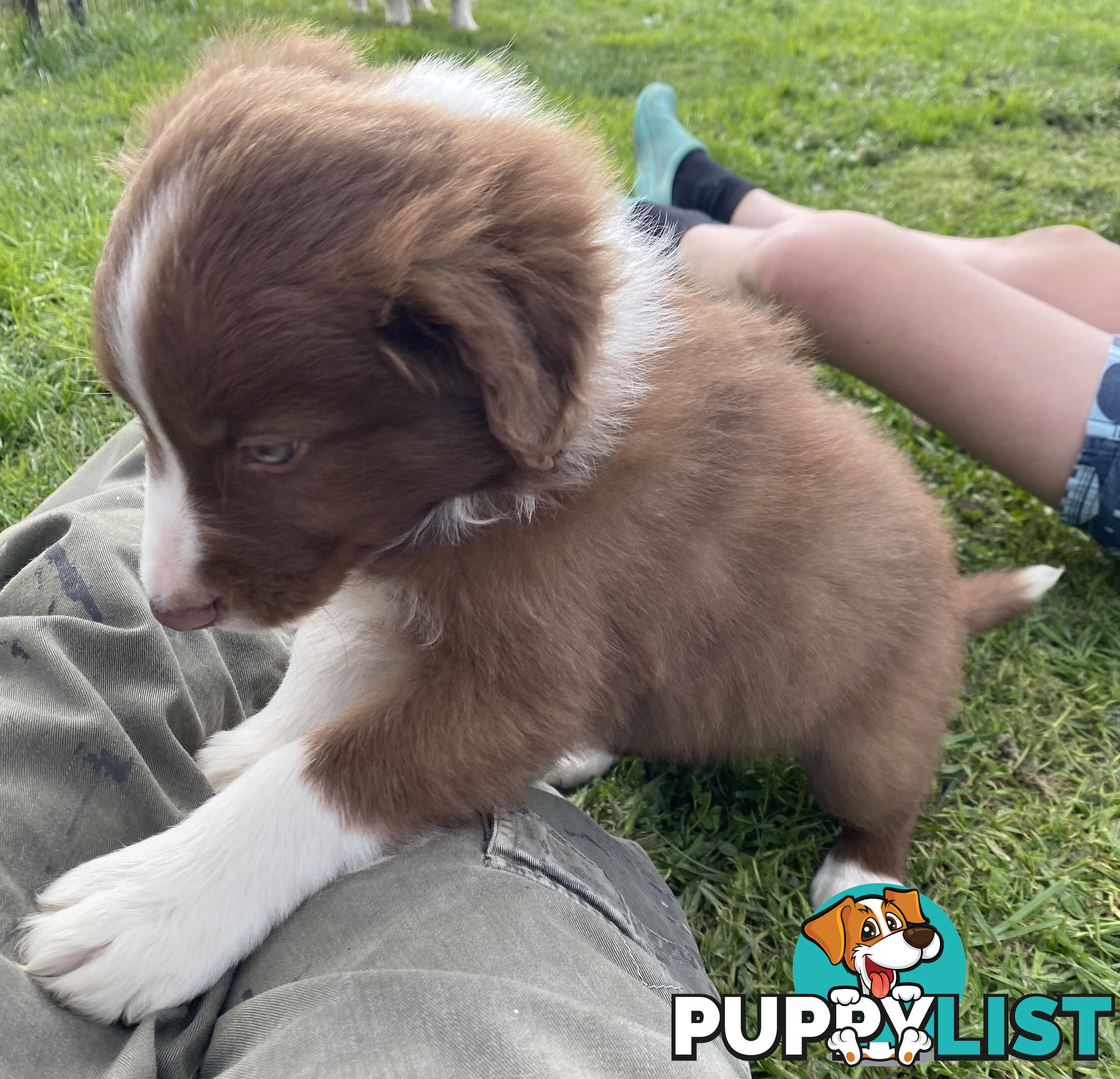 Pedigree Border Collie puppies