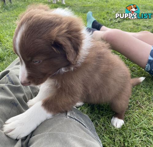 PEDIGREE  Border Collie puppies