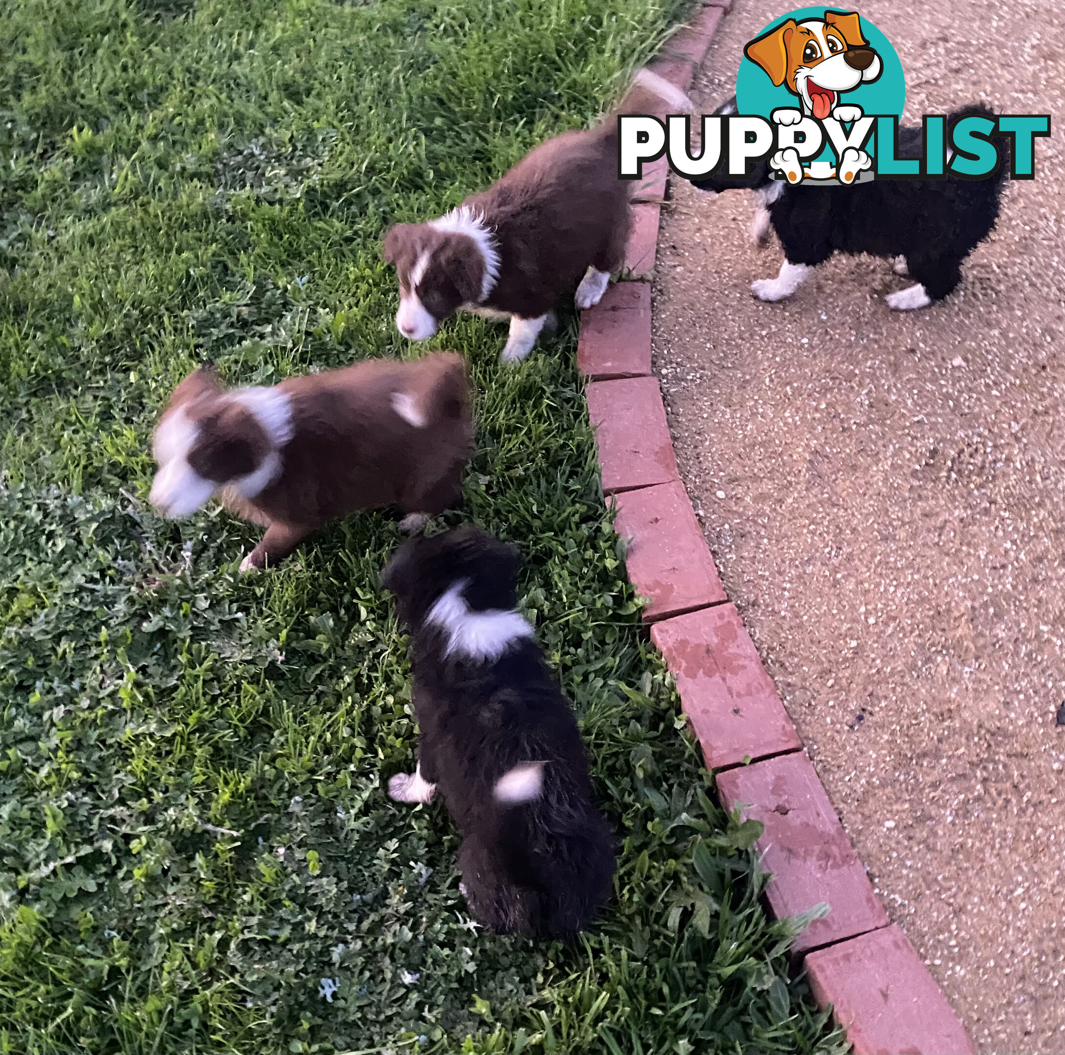 Pedigree Border Collie puppies