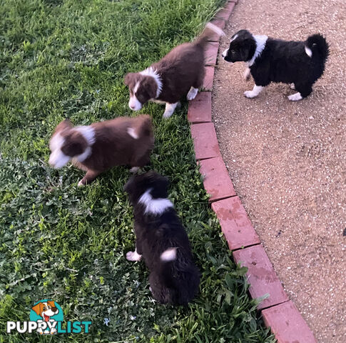 Pedigree Border Collie puppies