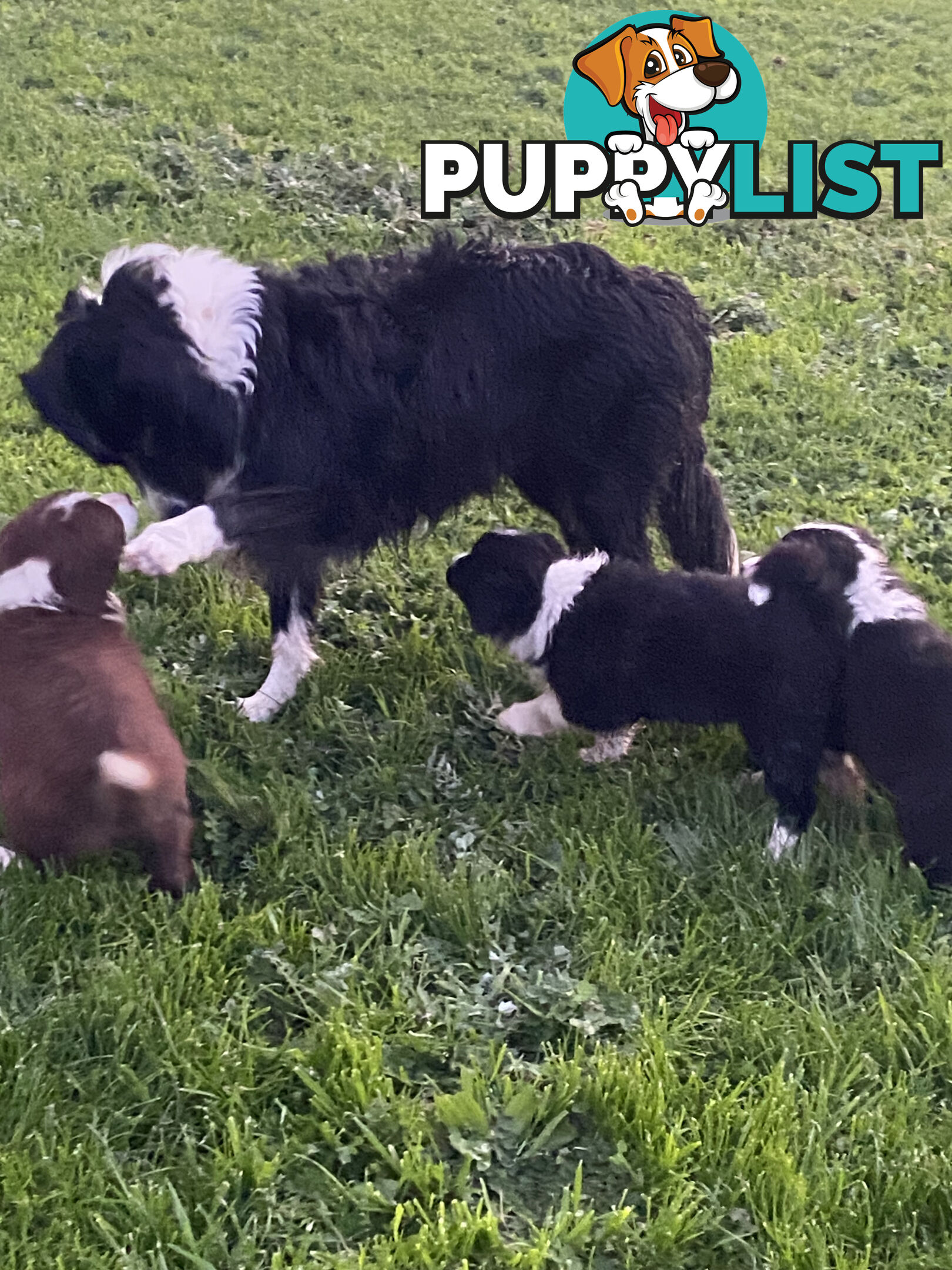 Pedigree Border Collie puppies