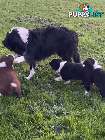 Pedigree Border Collie puppies