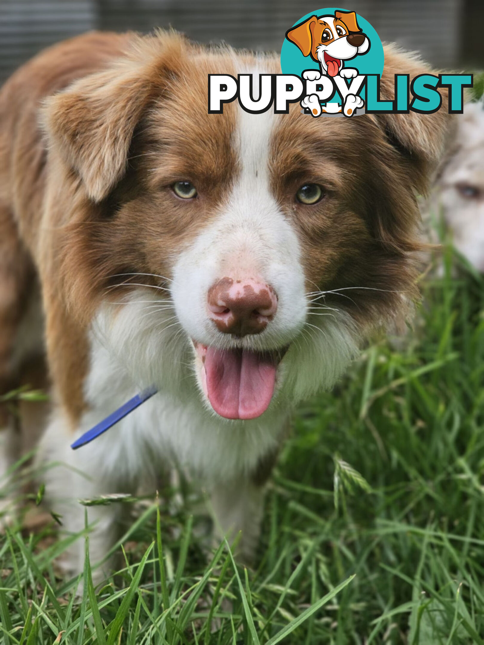 Pedigree Border Collie puppies