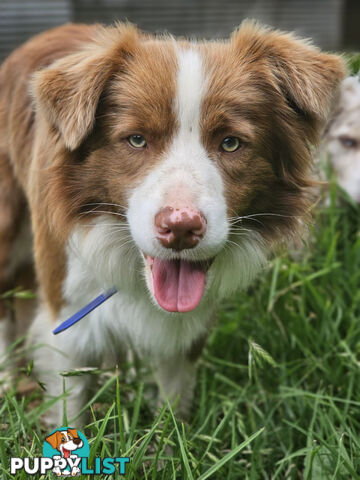 Pedigree Border Collie puppies